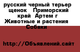 русский черный терьер. щенок - Приморский край, Артем г. Животные и растения » Собаки   